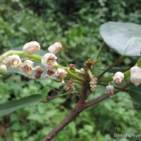 Sterculia zeylanica Kosterm.